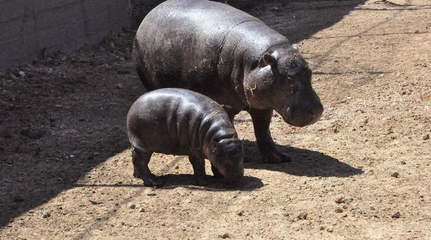 T&uuml;rkiye&rsquo;nin Tek Yavru C&uuml;ce Su Aygırı Mela İlk Kez Ziyaret&ccedil;ileriyle Buluştu