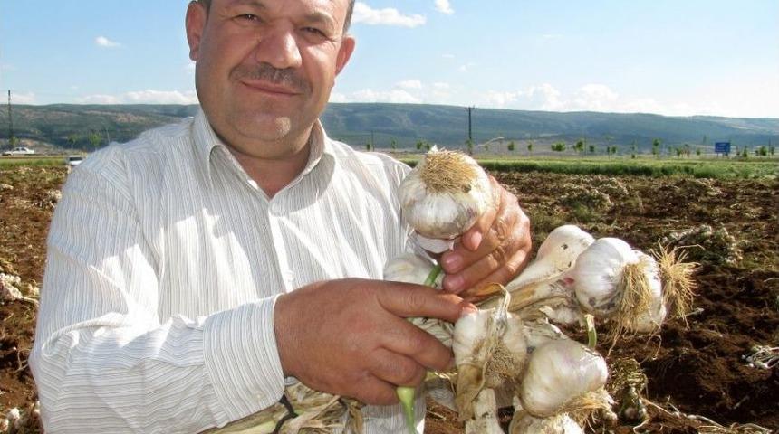 Araban Ovası&rsquo;nda &rsquo;beyaz Altın&rsquo; Hasadı Başladı