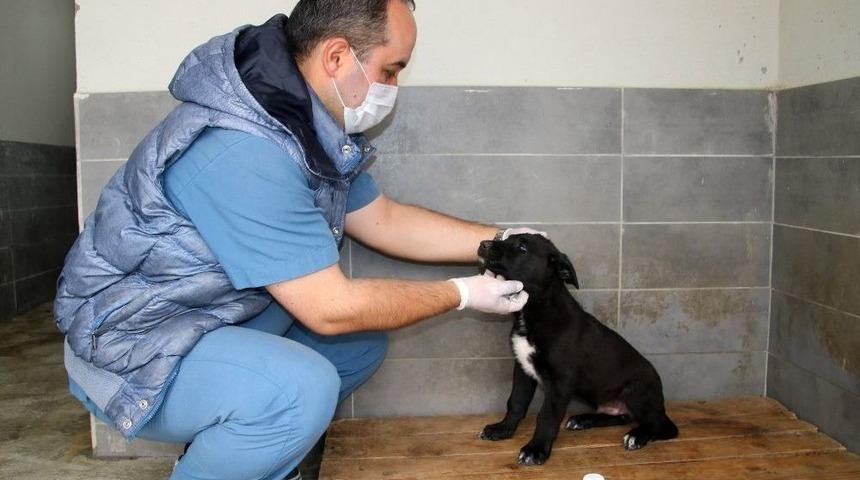 Kurt K&ouml;peği &ldquo;doğa&rdquo; &Ccedil;ankaya&rsquo;da Hayata D&ouml;nd&uuml;