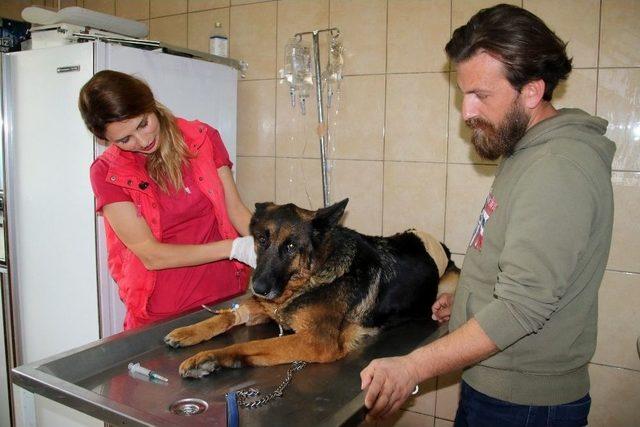 Kurt Köpeği “doğa” Çankaya’da Hayata Döndü