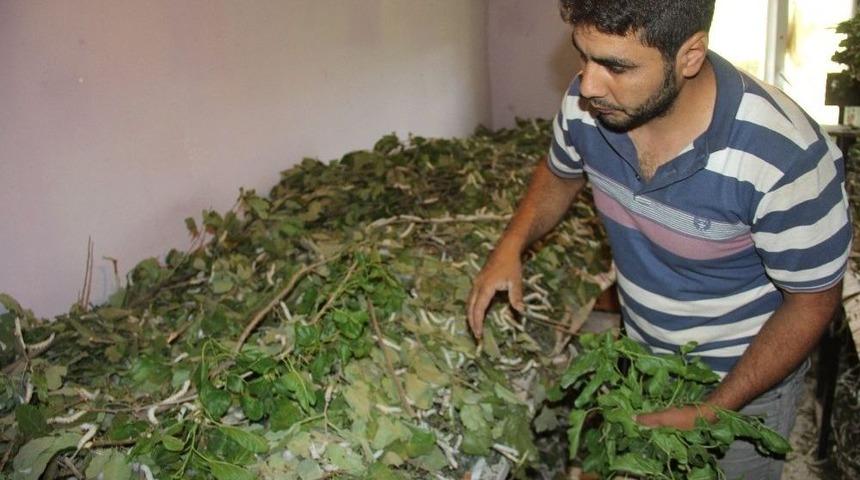 Toprak Evi İpek B&ouml;cek&ccedil;iliği İ&ccedil;in Uygun Hale Getirdi