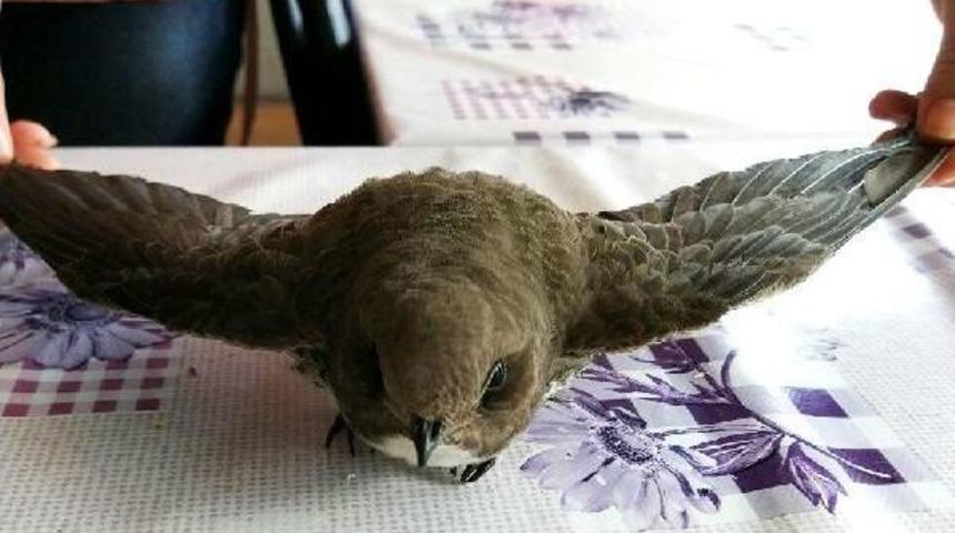 Yaralı Bulunan Ebabil Kuşu Doğaya Salındı