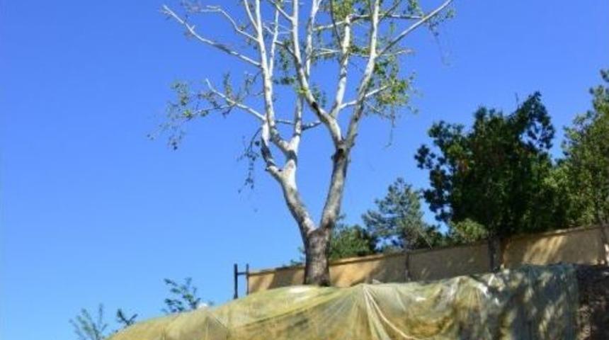 30 Yıllık &Ccedil;ınar Ağacını Kesmemek İ&ccedil;in Proje Revizyon Edildi