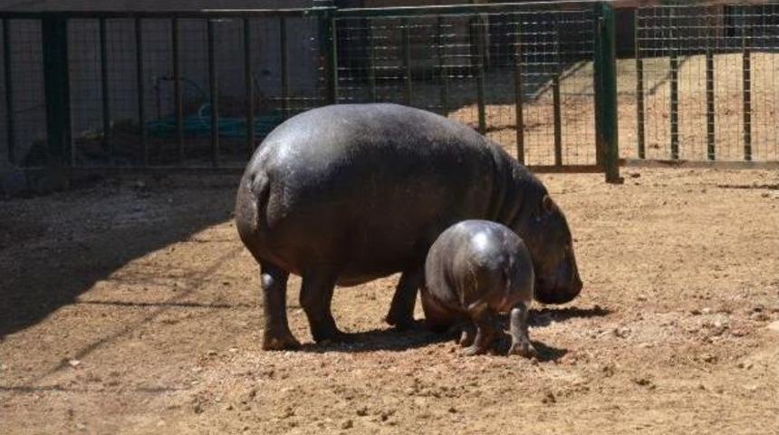 Yavru C&uuml;ce Su Aygırı 'mela' Ziyaret&ccedil;ilerle Buluştu