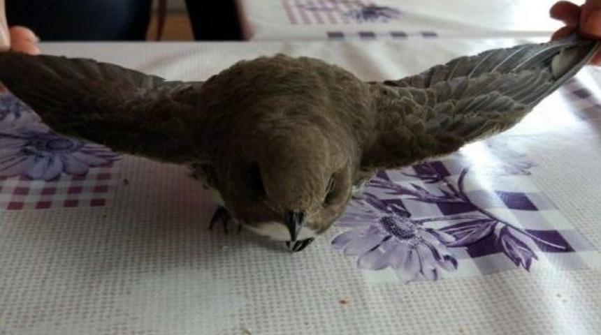 Yalova&rsquo;da Yaralı Ebabil Kuşu Bulundu