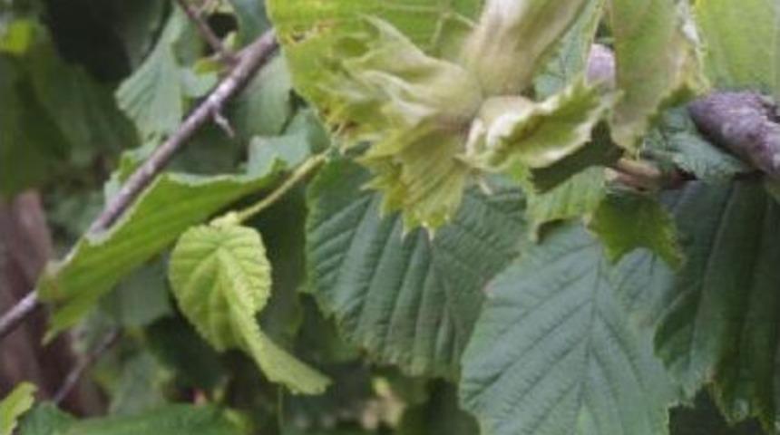 Fındık &Uuml;reticisine K&uuml;lleme Hastalığıyla M&uuml;cadele Uyarısı