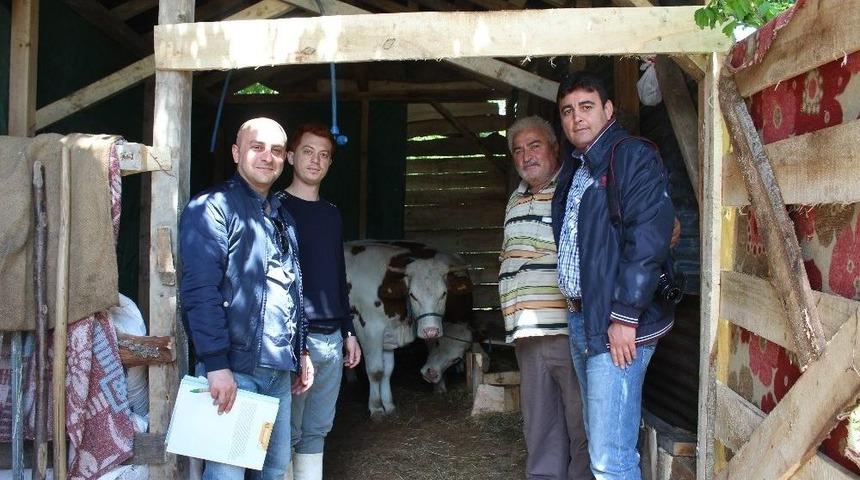 S&uuml;t Sığırcılığı 19 Aileye İş Kapısı Oldu