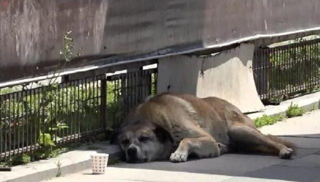 Gezi Parkı'ndaki Köpekler Iğneyle Bayıltılarak Toplandı