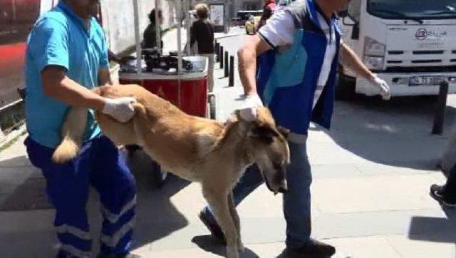 Gezi Parkı'ndaki Köpekler Iğneyle Bayıltılarak Toplandı