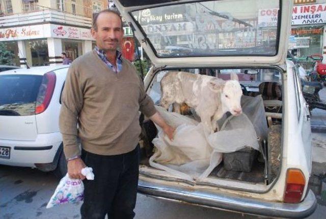 Buzağısını Otomobille Veterinere Götürdü