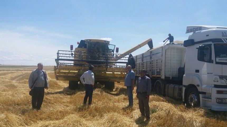 Samsat&rsquo;ta Hububat Hasadı Başladı