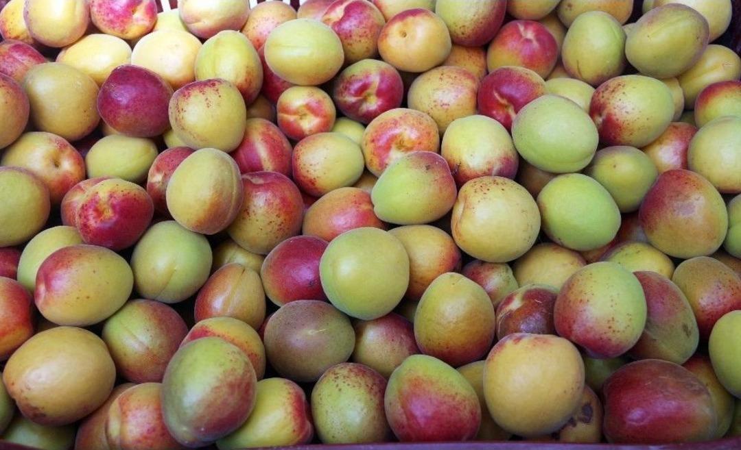 55&rsquo;inci Mut Karacaoğlan Kayısı K&uuml;lt&uuml;r Ve Sanat Festivali Başladı