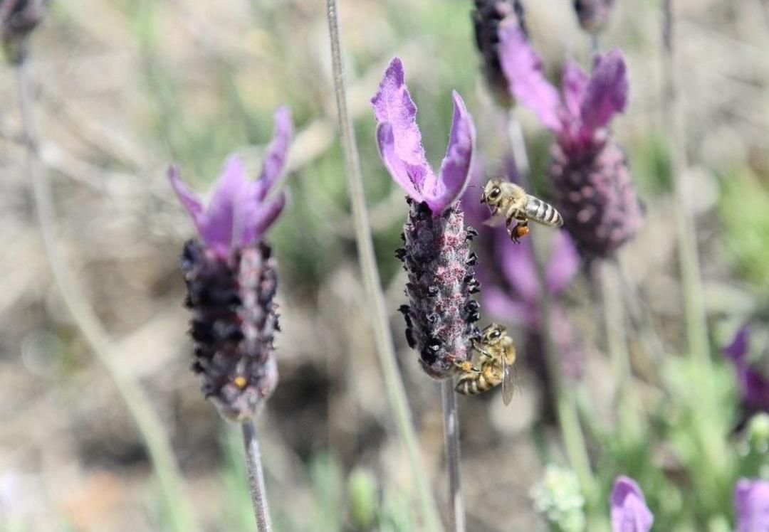 (&ouml;zel Haber) Doğal Şifa Kaynağı Tehlike Altında