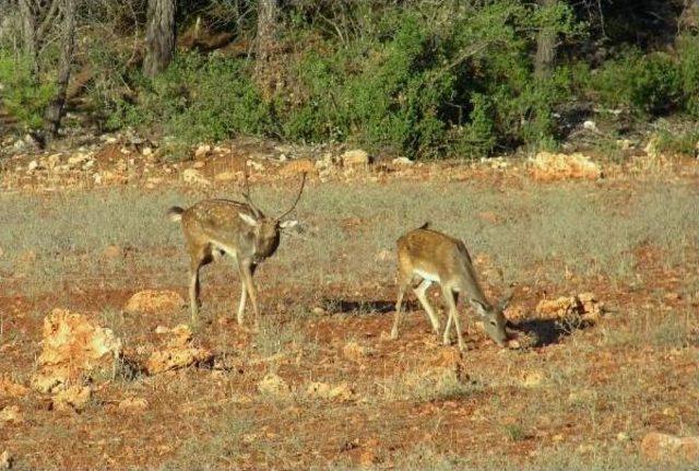 Alageyik Dünyada Sadece Antalya'da