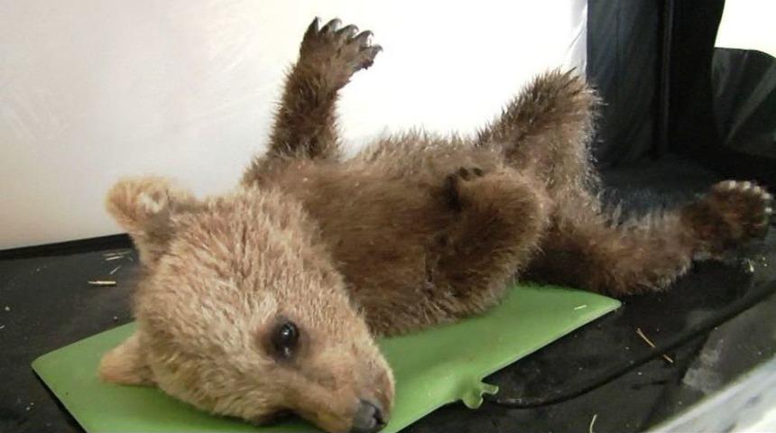 (&ouml;zel Haber) Yavru Ayı Yoğun Bakıma Alındı