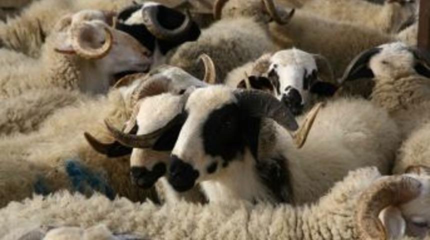 Koyun Ve Ke&ccedil;i &Uuml;reticilerine K&uuml;pe &Ouml;demleri Başlıyor