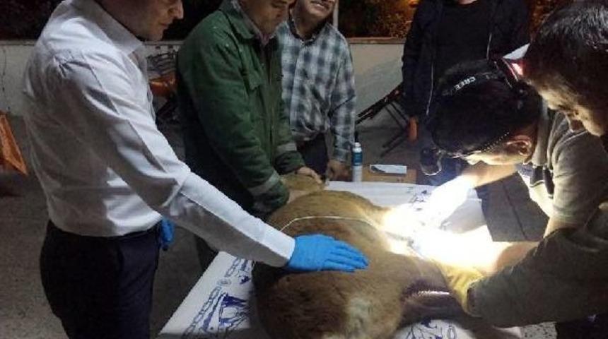 Bah&ccedil;e Teline Takılıp Yaralanan Karaca Tedavi Edildi