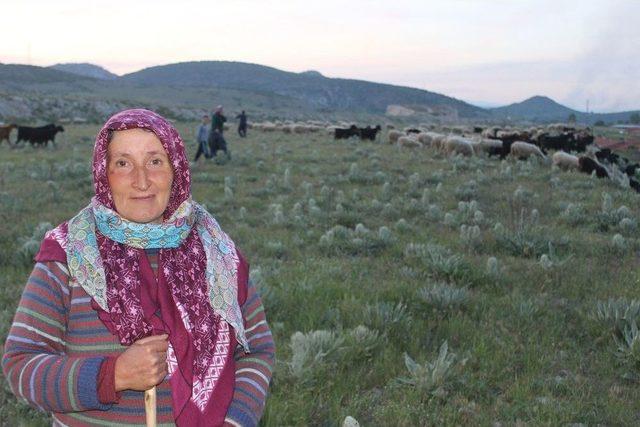 Tavşanlı’da Koyunların Telef Olduğu İddiası