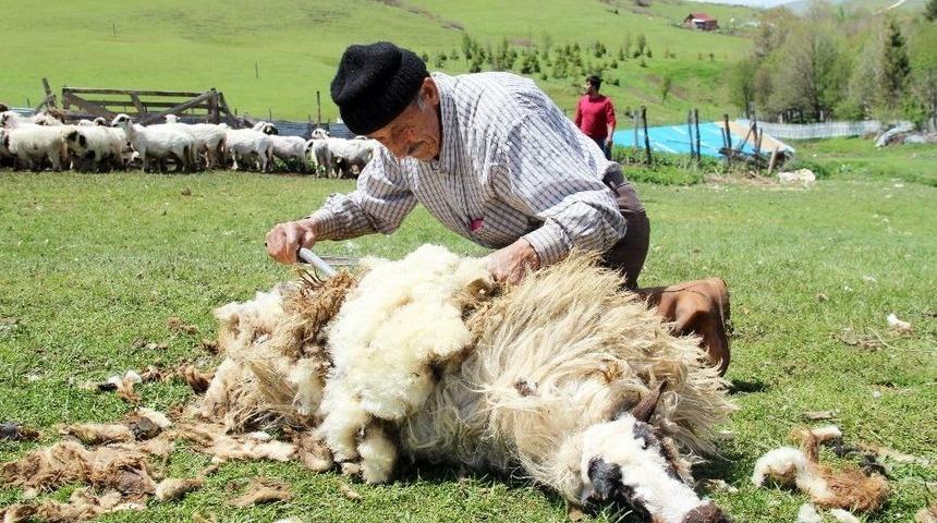 Ordu Yaylalarında Koyun Kırkma D&ouml;nemi Başladı
