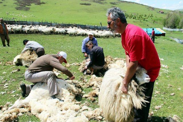 Ordu Yaylalarında Koyun Kırkma Dönemi Başladı