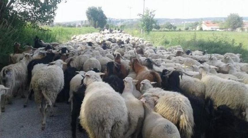 Kurtlar 30 Koyunu Telef Edince Yayladan Erken D&ouml;nd&uuml;ler