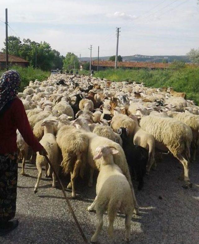 Kurtlar 30 Koyunu Telef Edince Yayladan Erken Döndüler