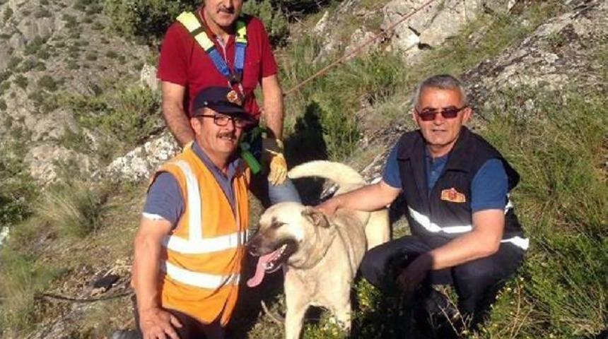 Kayalıklarda Mahsur Kalan K&ouml;peği Itfaiye Kurtardı