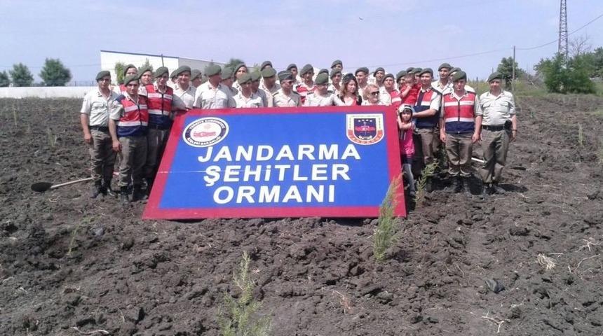 Jandarma Şehitler Adına Hatıra Ormanı Oluşturuyor
