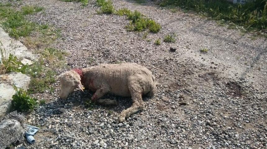 Hisarcık&rsquo;ta K&ouml;pekler 3 Koyunu Telef Etti, 12 Koyunu Yaraladı