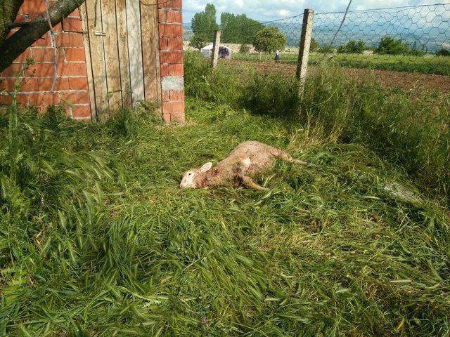 Hisarcık’ta Köpekler 3 Koyunu Telef Etti, 12 Koyunu Yaraladı