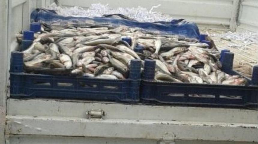 Zabıta Ekiplerinden Ka&ccedil;ak Balık Operasyonu