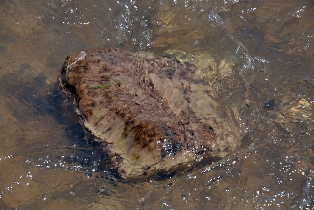 Kars &Ccedil;ayı&rsquo;ndaki Sarımsı Madde Vatandaşları Tedirgin Ediyor