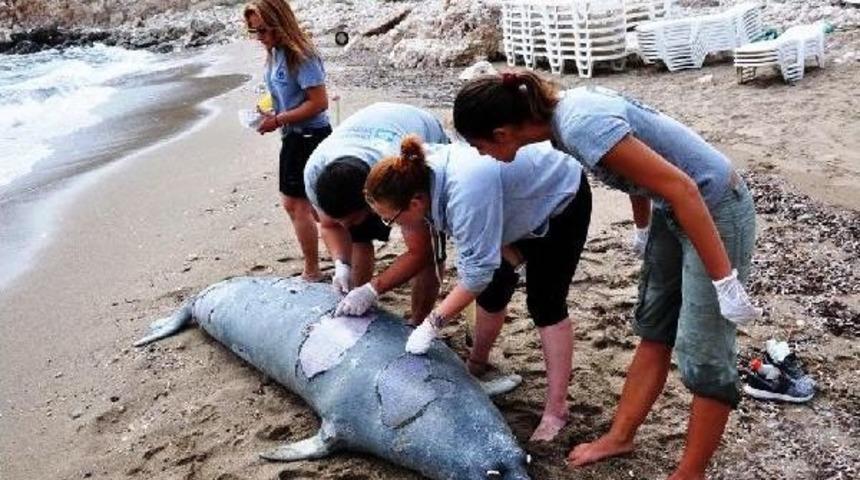 Akdeniz Fokunu T&uuml;fekle &Ouml;ld&uuml;rd&uuml;ler