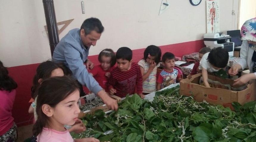 K&ouml;y Okulunda İpek B&ouml;ceği &Uuml;retimi