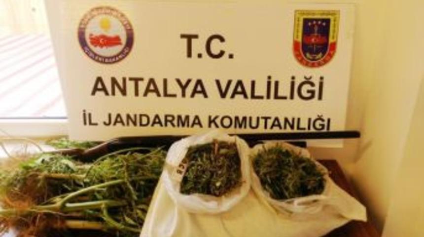 Jandarmadan Uyuşturucu Operasyonu