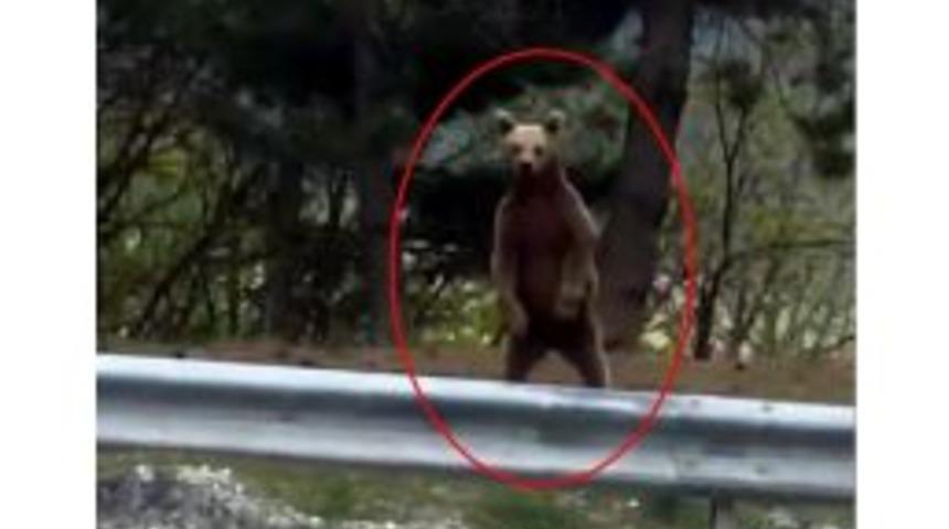 Ilgaz Dağı&rsquo;nda Yavru Ayı Vatandaş Kamerasına Yakalandı