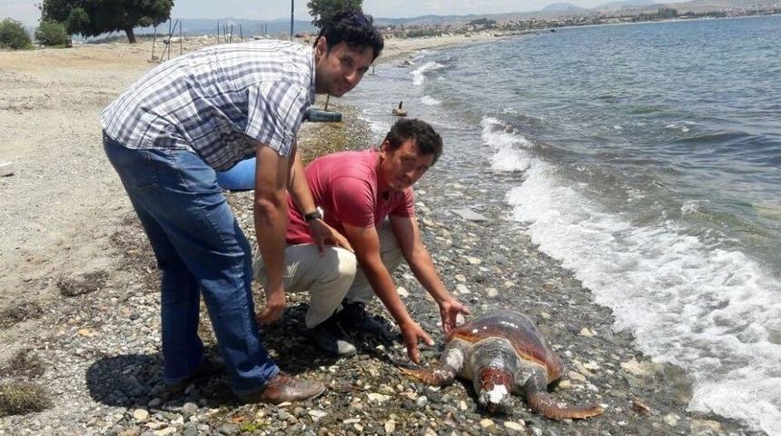 &Ouml;l&uuml; Caretta Caretta Sahile Vurdu