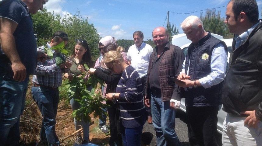 Şile&rsquo;de Gal Arılarına Karşı M&uuml;cadele