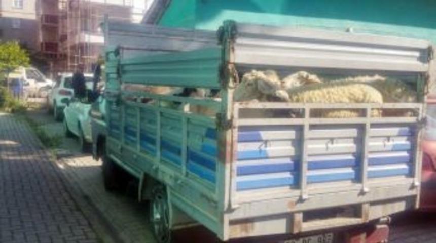 25 Adet Koyuna 3 Bin 500 Lira Ceza