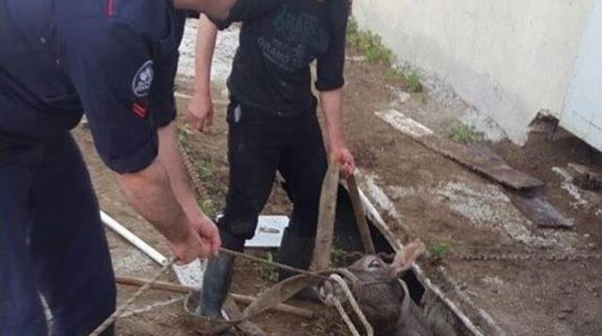 Gider Kuyusuna D&uuml;şen İnek Kurtarıldı