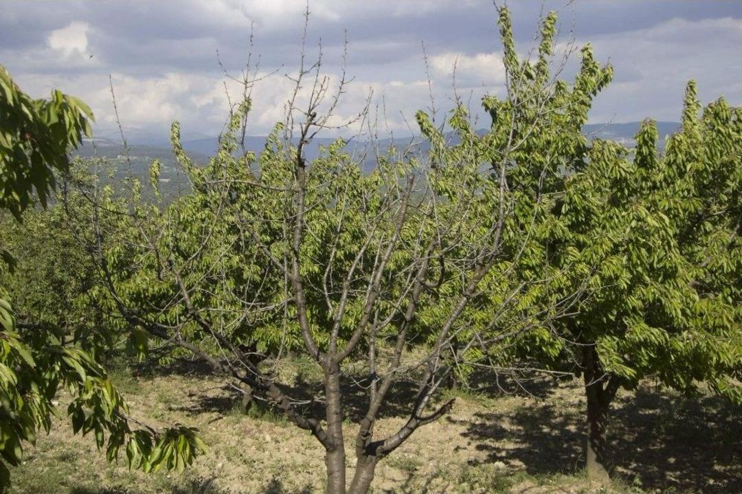 (&ouml;zel Haber) Napolyon&rsquo;u 23 Nisan Karı Vurdu