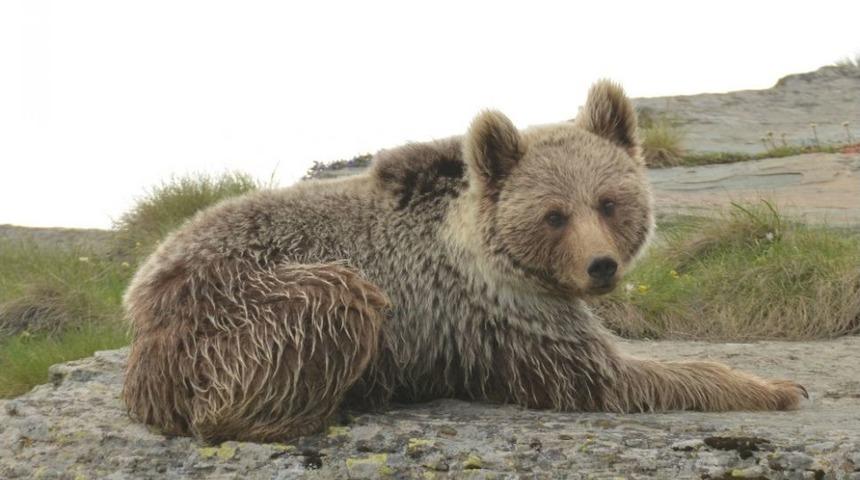 Artvin’de Ayıların Envanteri Çıkartıldı