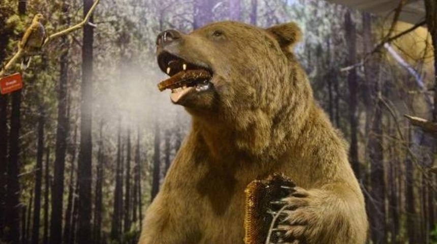 'mezarcı' Bozayının Postu M&uuml;zede Sergileniyor