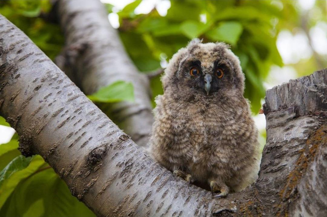 Yavru Baykuşlar İ&ccedil;in Seferber Oldular