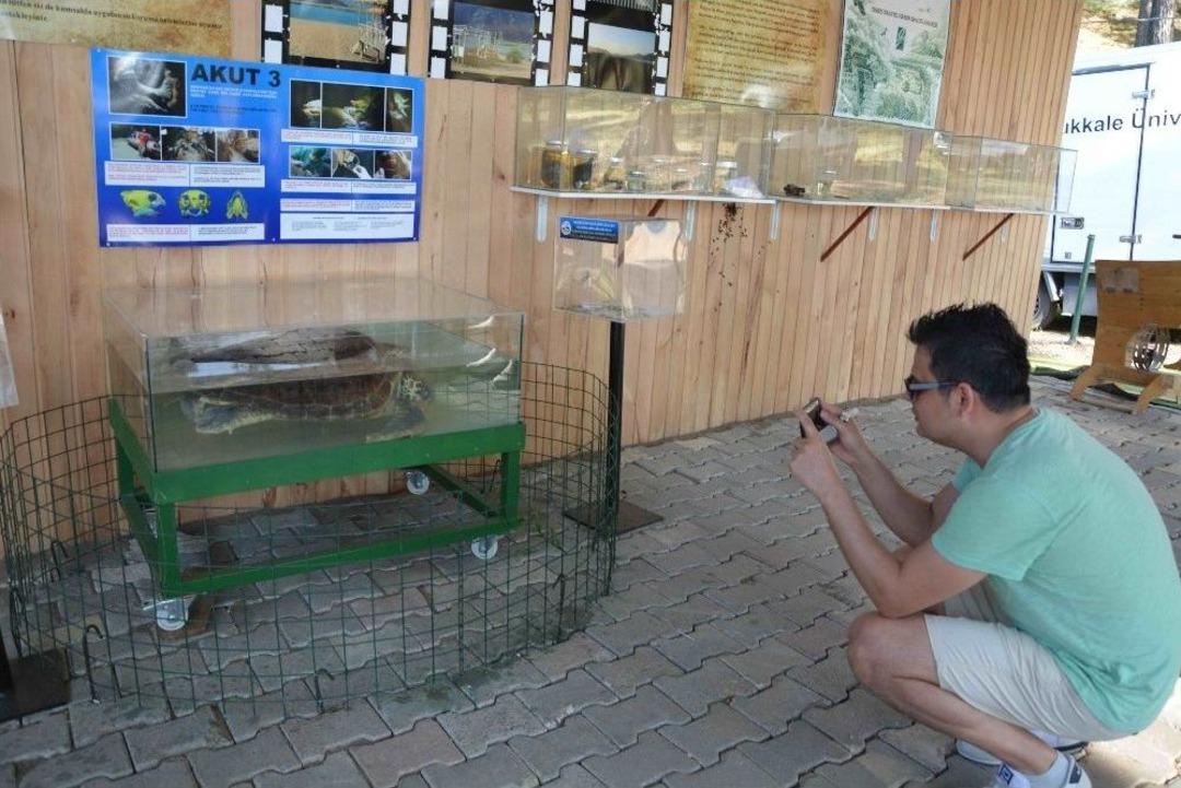 D&uuml;nyanın İlk &Ccedil;ene Protezli Caretta Carettası M&uuml;zede Sergileniyor