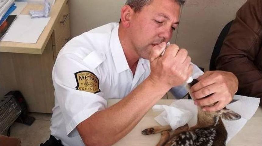 Bulduğu Yavru Ceylanı Bebek Gibi Besledi