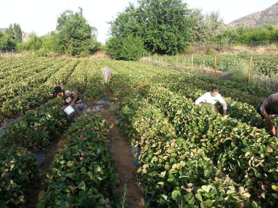 (&ouml;zel Haber) Avrupa Ve Abd&rsquo;nin &Ccedil;ilekleri Sason&rsquo;dan