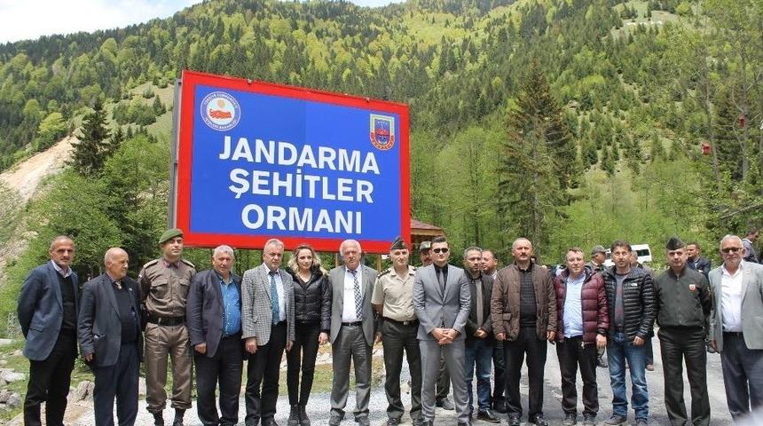 Rize&rsquo;de Jandarmadan Şehitler Ormanı
