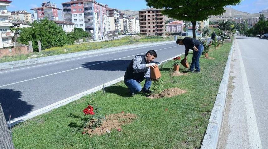Otuz Yapraklı G&uuml;l Şehri Darende &lsquo;g&uuml;l&rsquo; İle Donatıldı