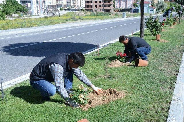 Otuz Yapraklı Gül Şehri Darende ‘gül’ İle Donatıldı